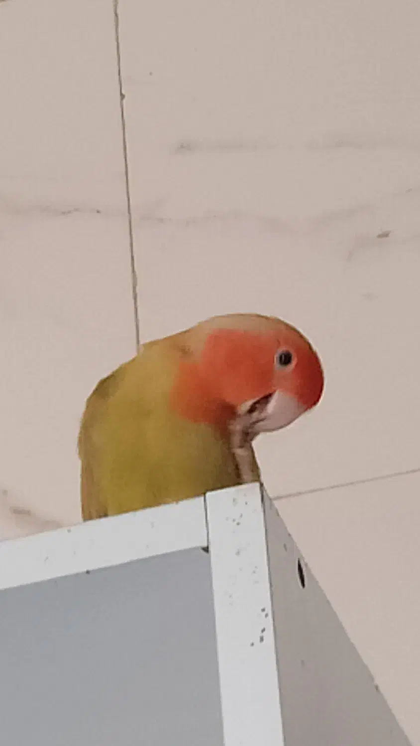 کوتوله|پرنده|رضویه, |دیوار