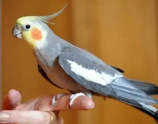 یک جفت عروس دستی وسخنگو|پرنده|قم, شاه سید علی|دیوار