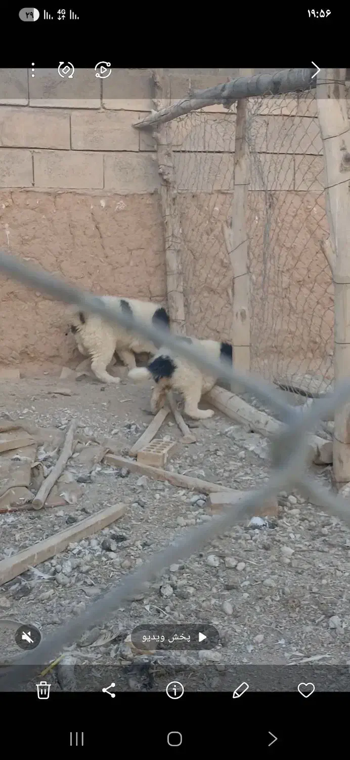 سگ قدرجونی|سگ|خوانسار, |دیوار