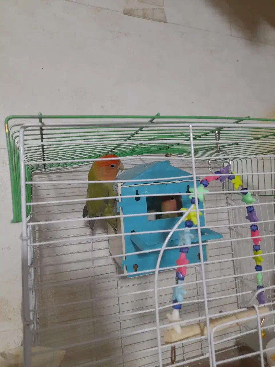 کوتوله برزیلی مولد|پرنده|اصفهان, باتون|دیوار