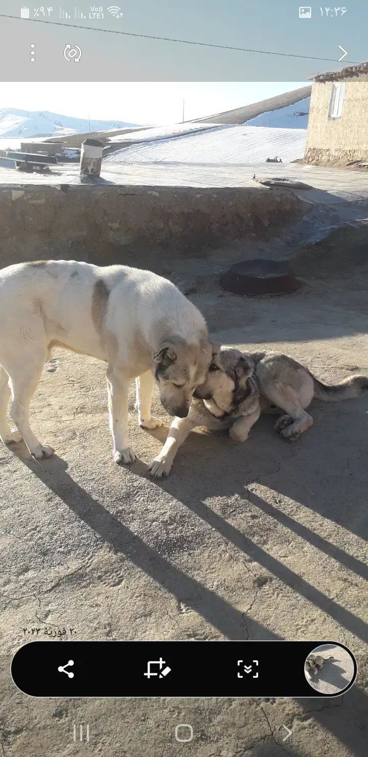 حیوانات|حیوانات|سقز, |دیوار