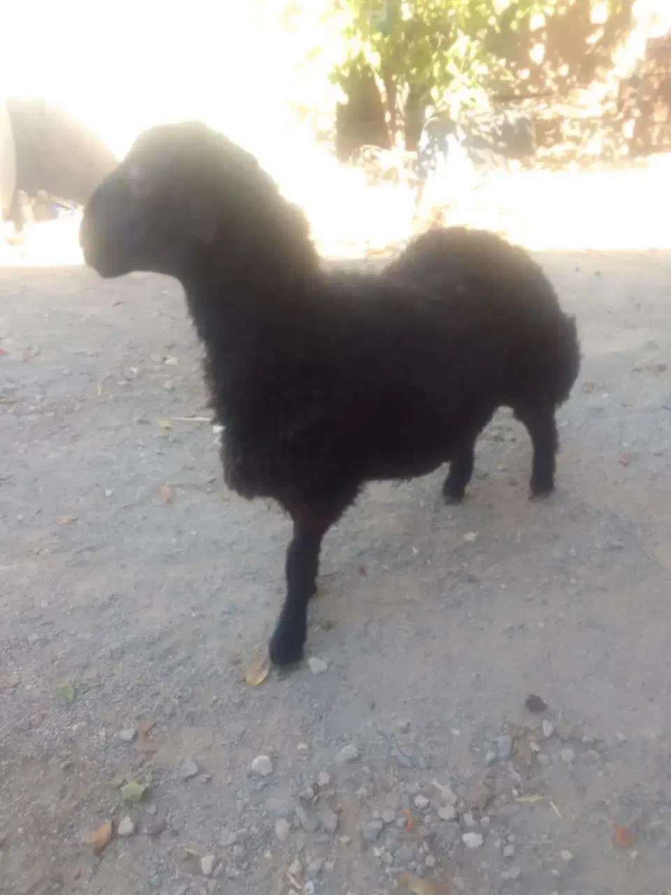 بره قوچ همو با میش بره هم معاوضه می کنم|حیوانات مزرعه|خنجین, |دیوار