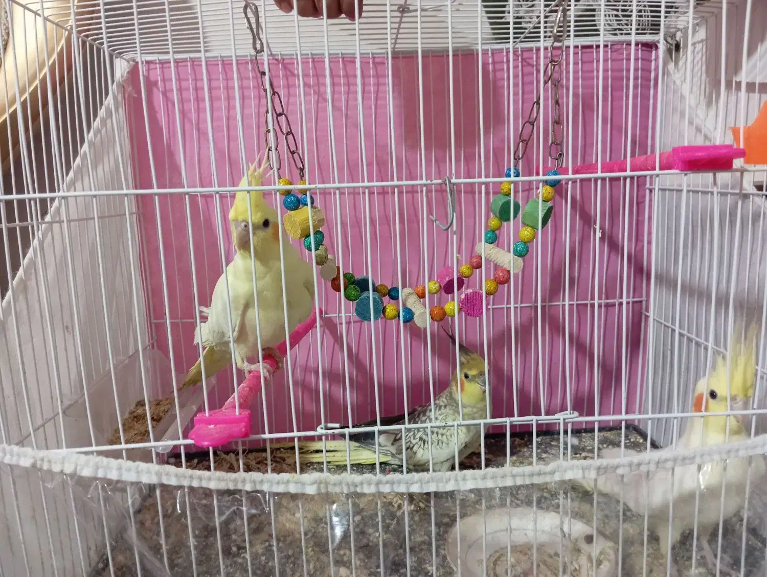 عروس هلندی|پرنده|رضویه, |دیوار