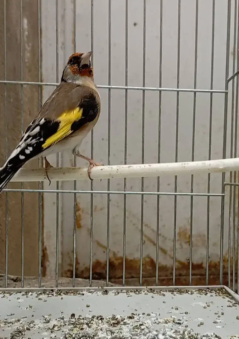 پرنده|پرنده|سنندج, |دیوار