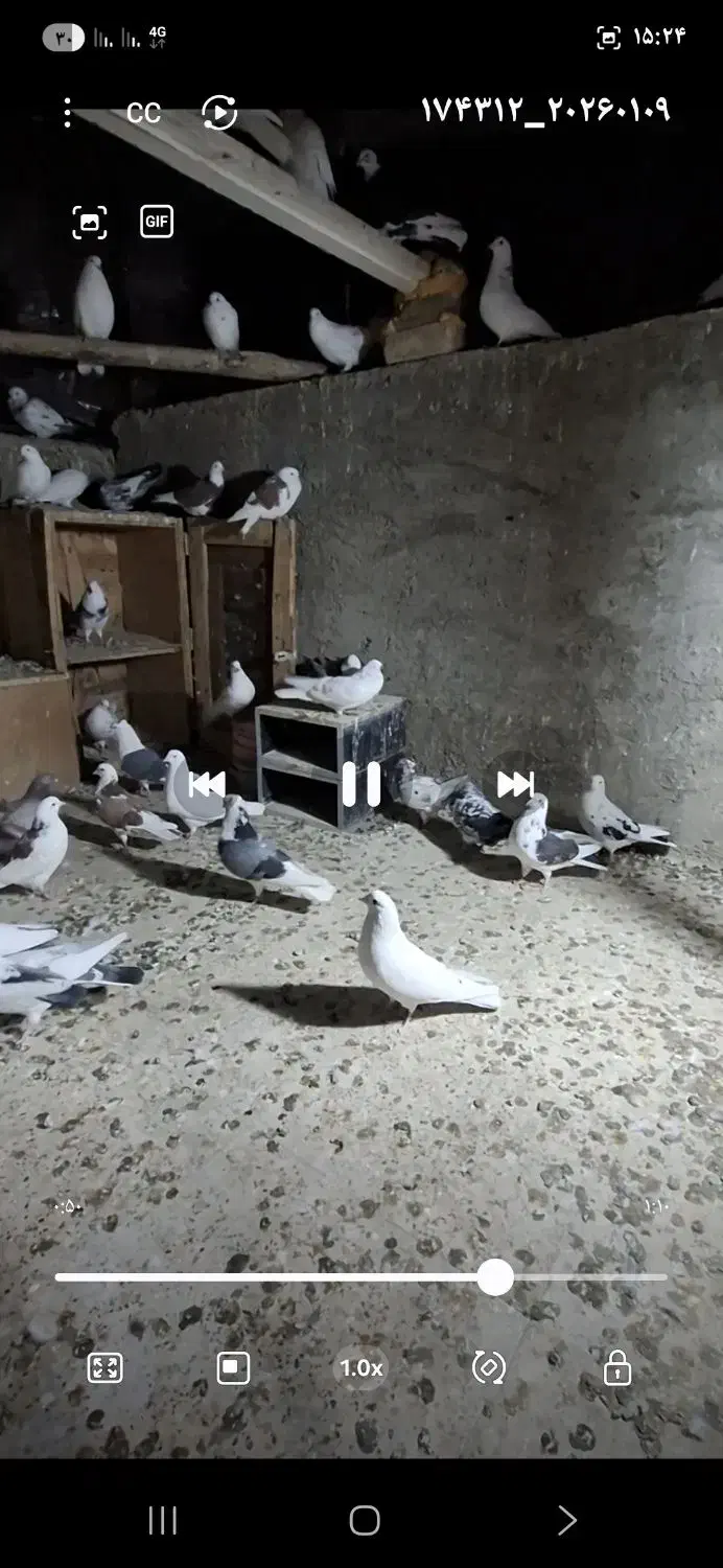 کبوتر|پرنده|وحیدیه, |دیوار