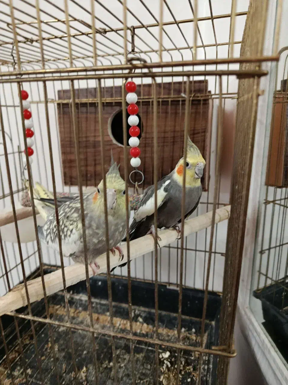 یک جفت عروس هلندی بفرش میرسد|پرنده|شبستر, |دیوار