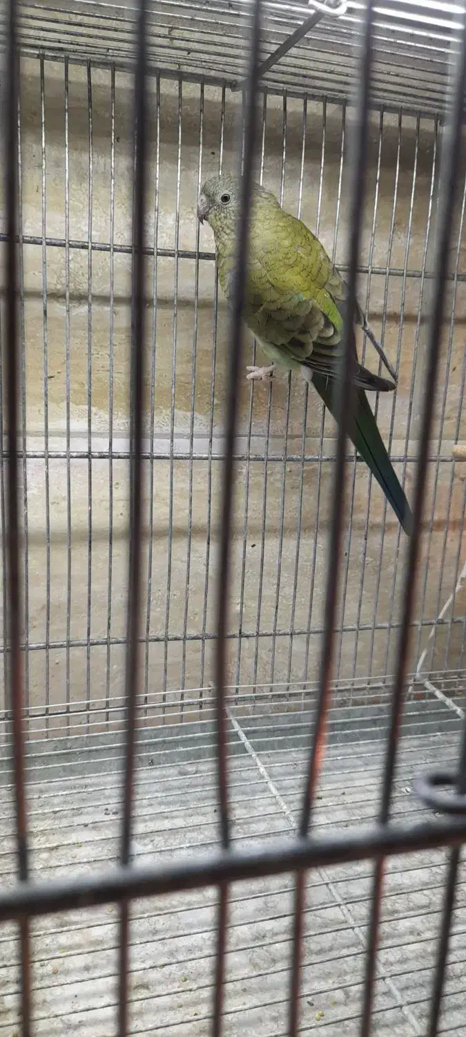 اوازه خان رزیلا|پرنده|آبسرد, |دیوار