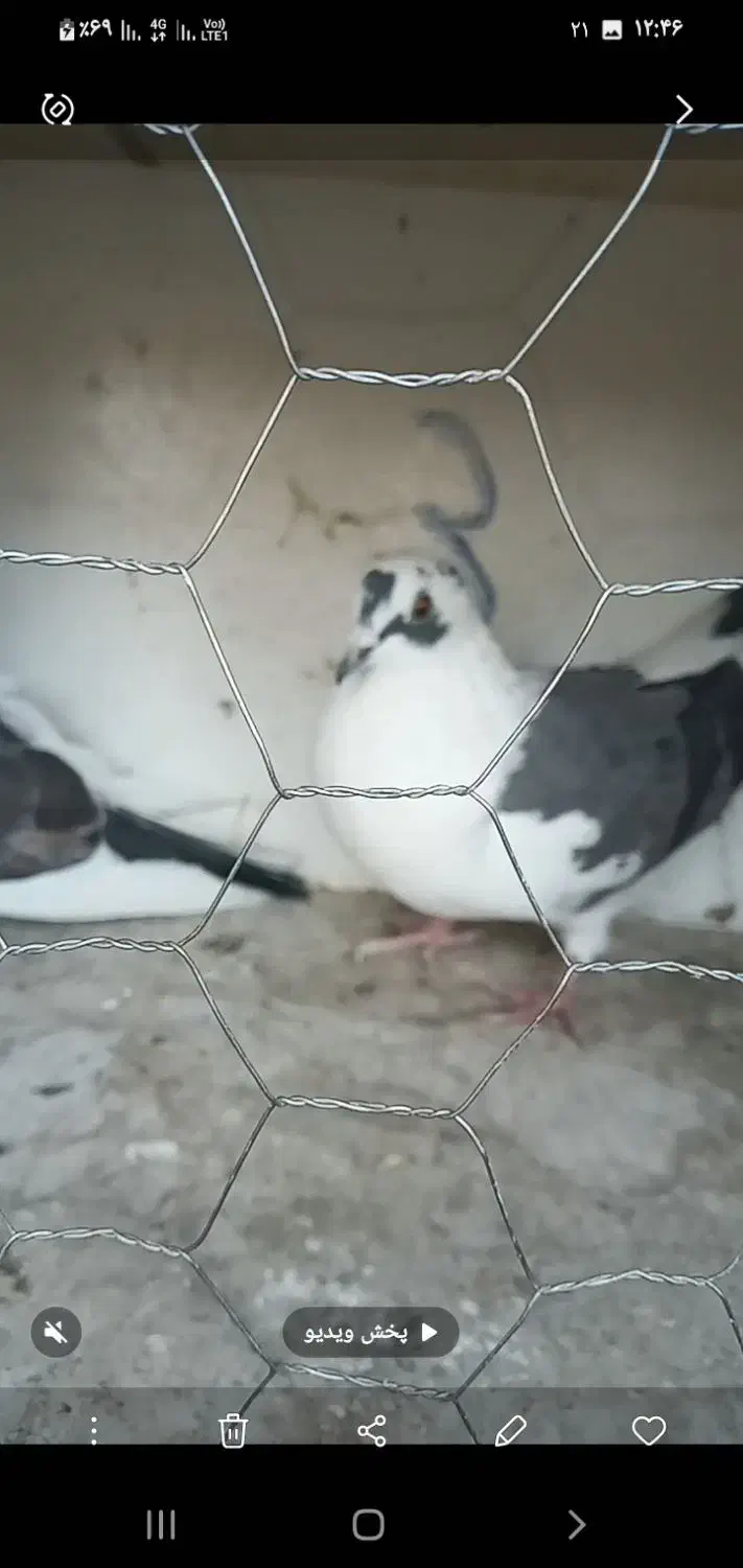 جفت نروماده|پرنده|وحیدیه, |دیوار