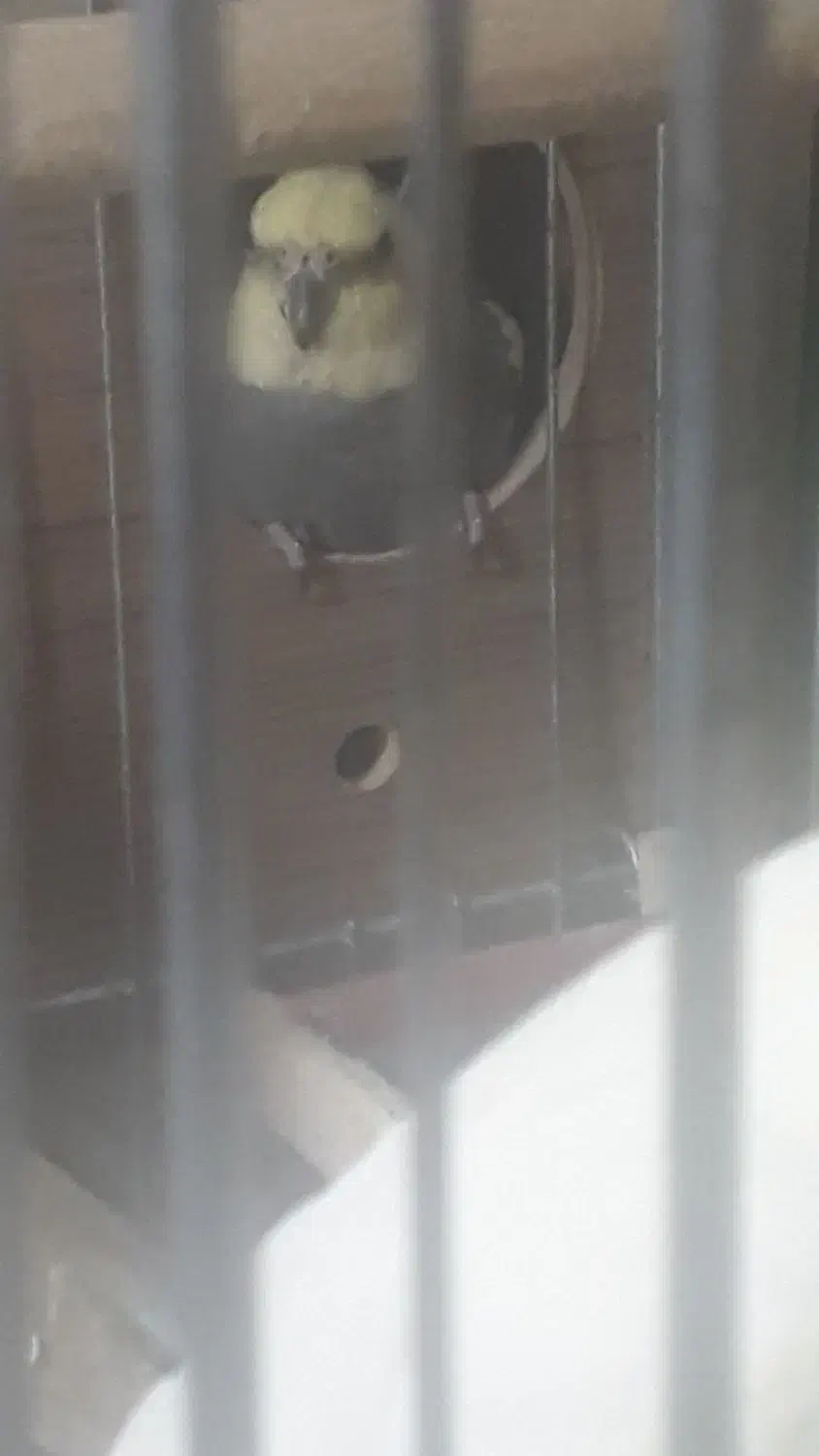 پرنده عروس هلندی|پرنده|تهران, قیطریه|دیوار