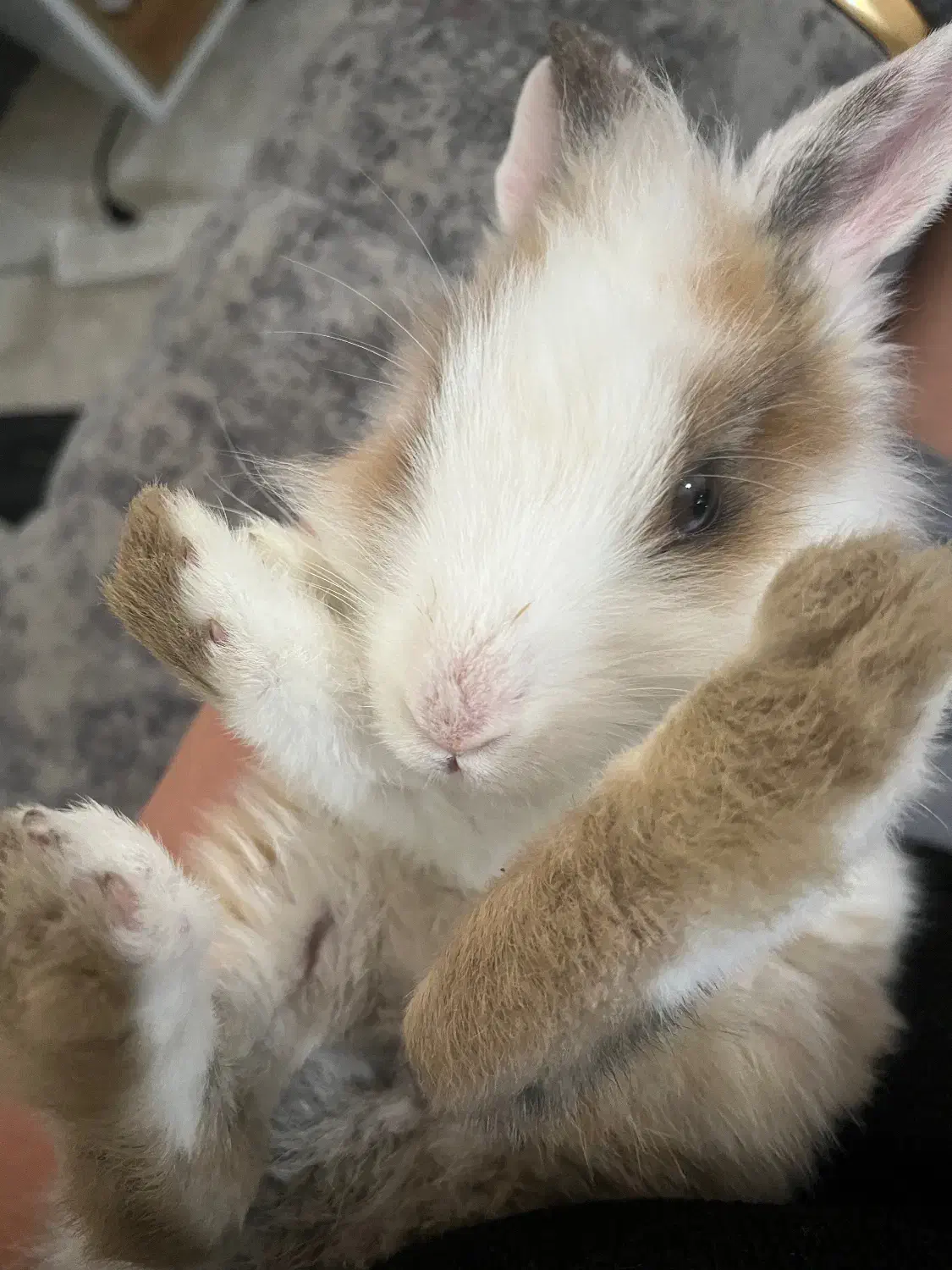 خرگوش|موش و خرگوش|ساوه, |دیوار