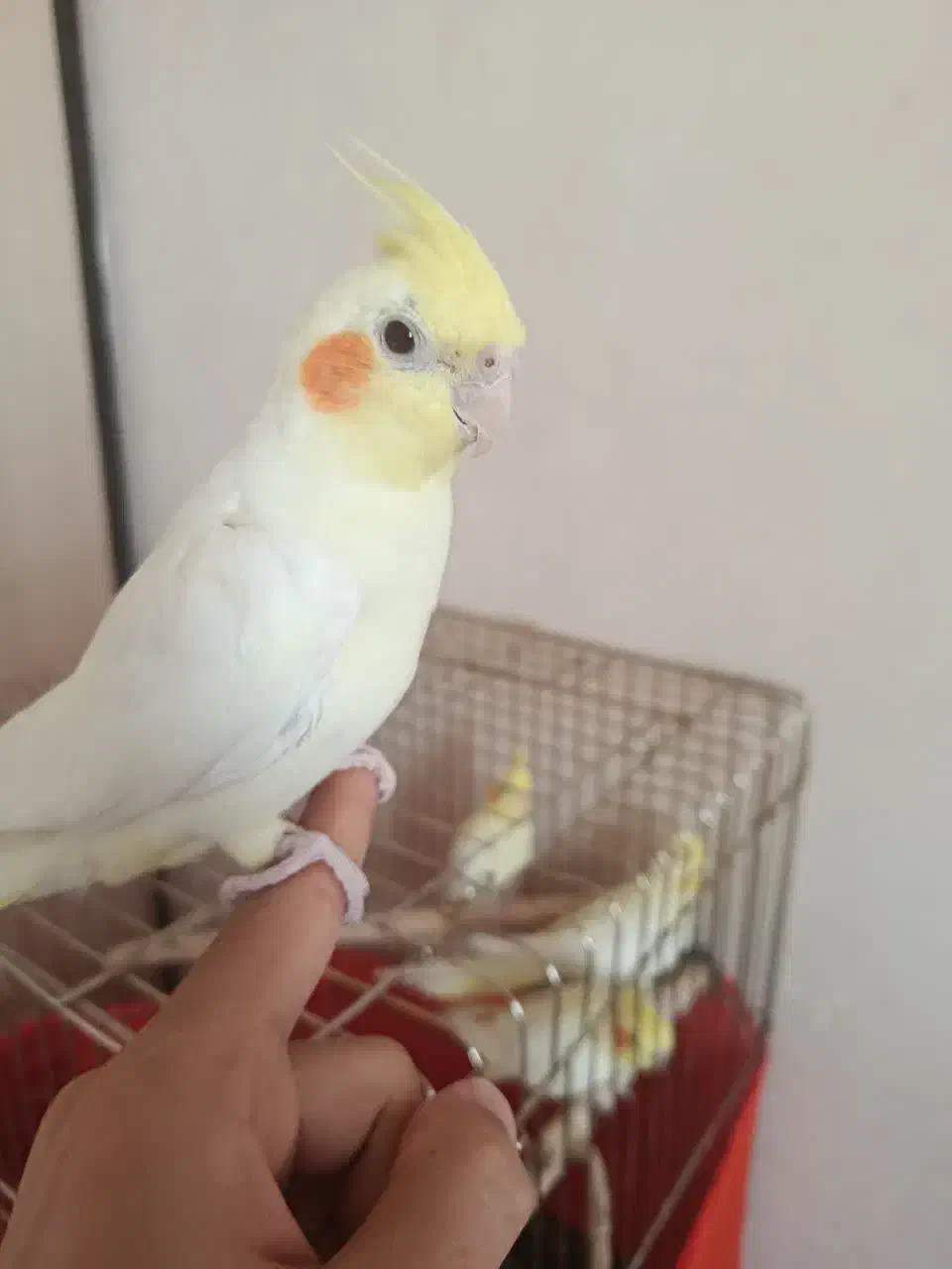 عروس|پرنده|اسلام‌شهر, مسکن مهر اسلاشهر (شهرک امام خمینی)|دیوار