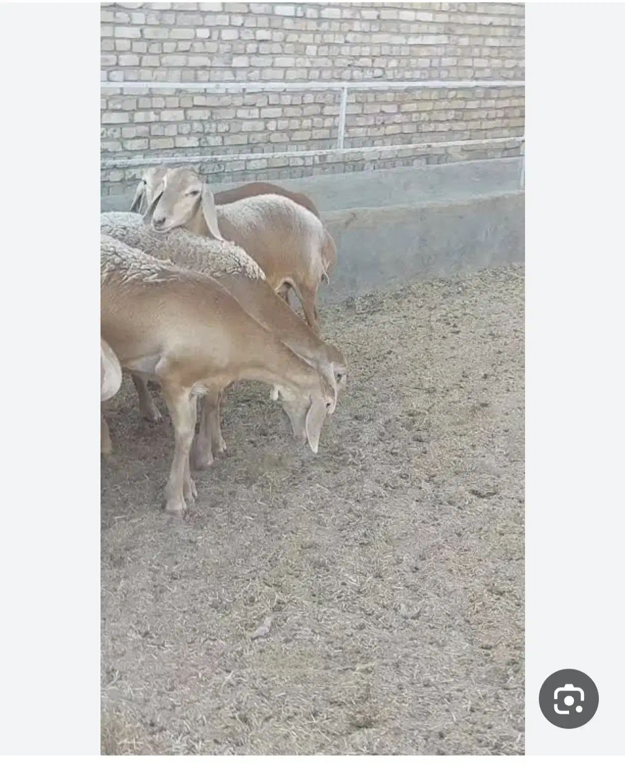 بره ماده چینی قندوزی|حیوانات مزرعه|فرح دشت, |دیوار