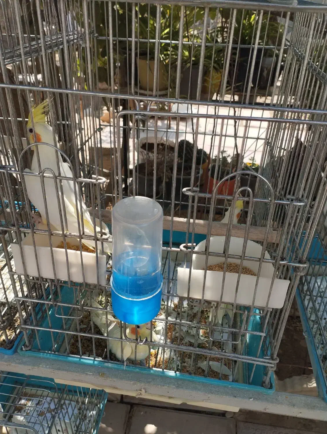 عروس هلندی|پرنده|صباشهر, |دیوار