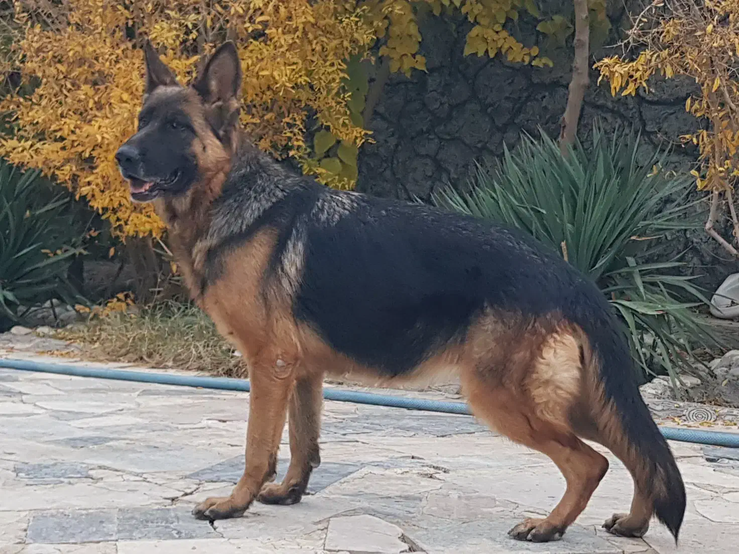 سگ ژرمن ، پیت بول ، باکسر|سگ|اصفهان, طامه|دیوار