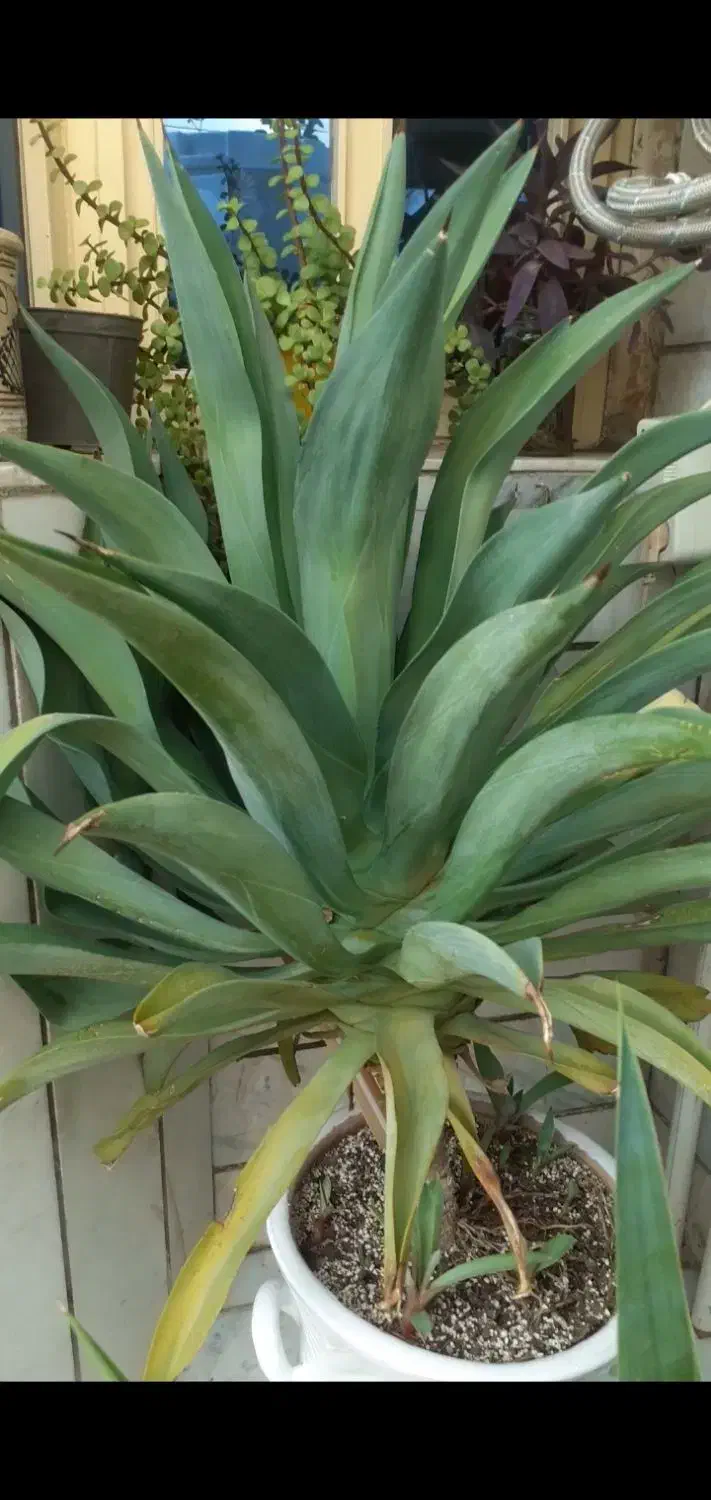 گل طبیعی حیاط و باغچه|گل و گیاه طبیعی|ورامین, ورامین|دیوار