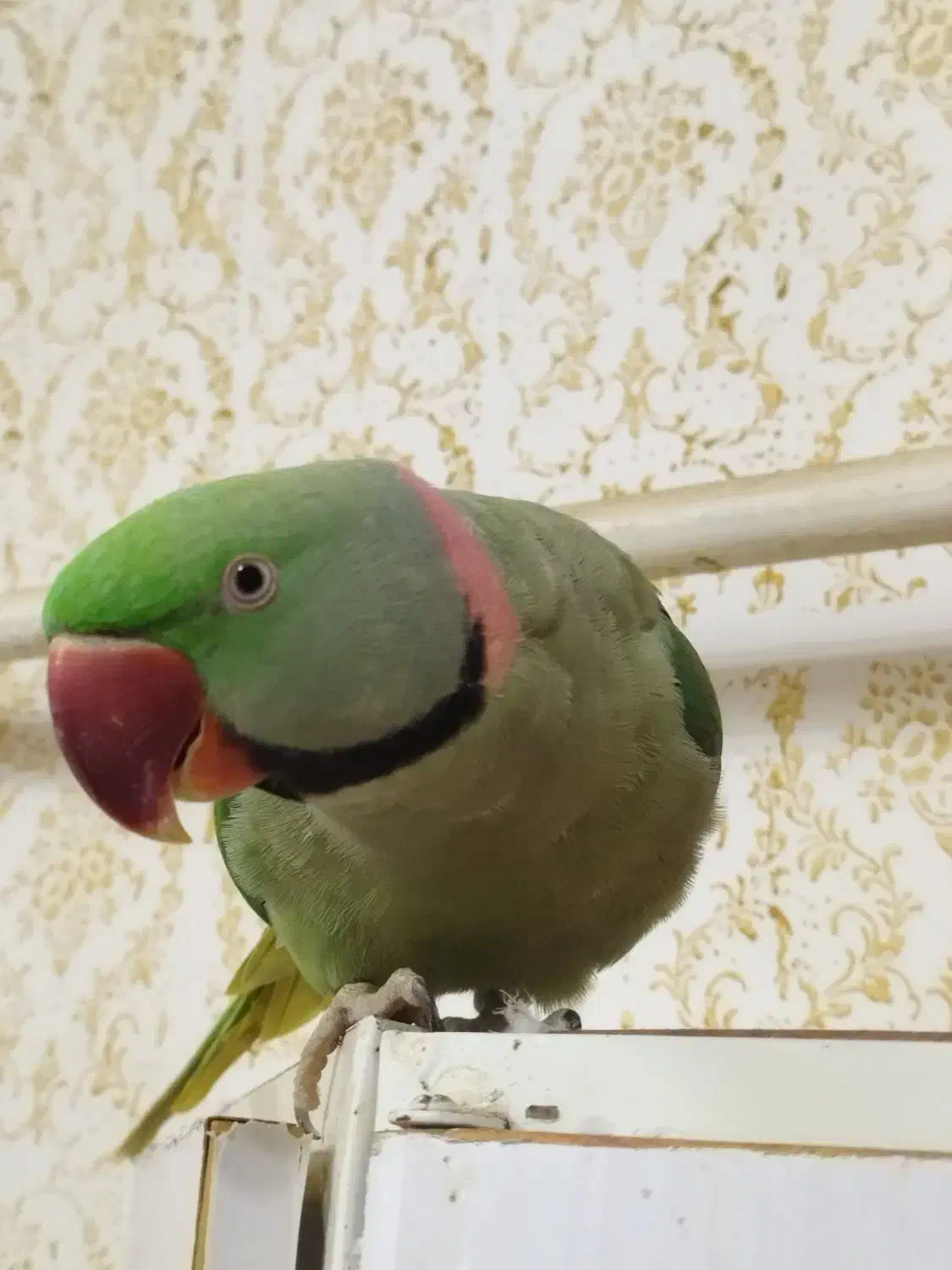 شاه طوطی سخنگو ورام دستی|پرنده|اردبیل, |دیوار