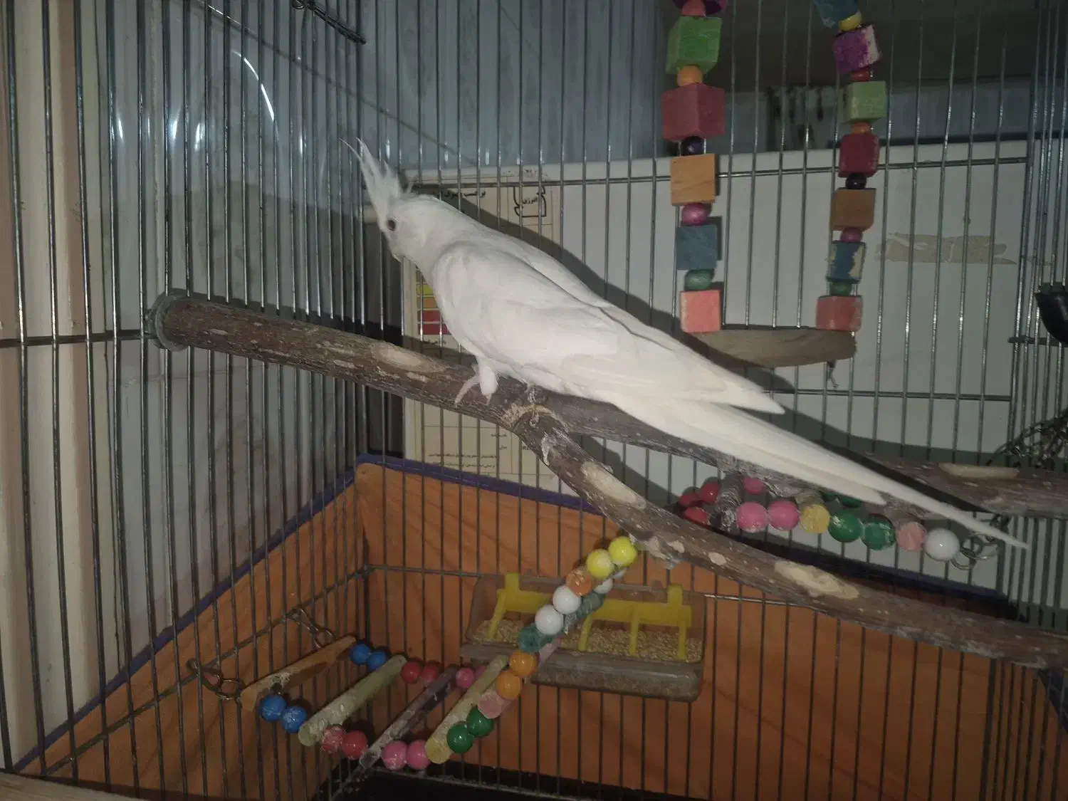 عروس هلندی آلبینو|پرنده|درگزین, |دیوار