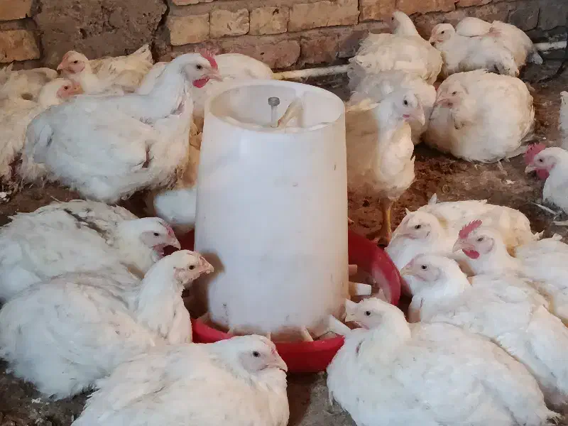 گوشتی مرغ|حیوانات مزرعه|شیراز, کرونی(خاتونک)|دیوار