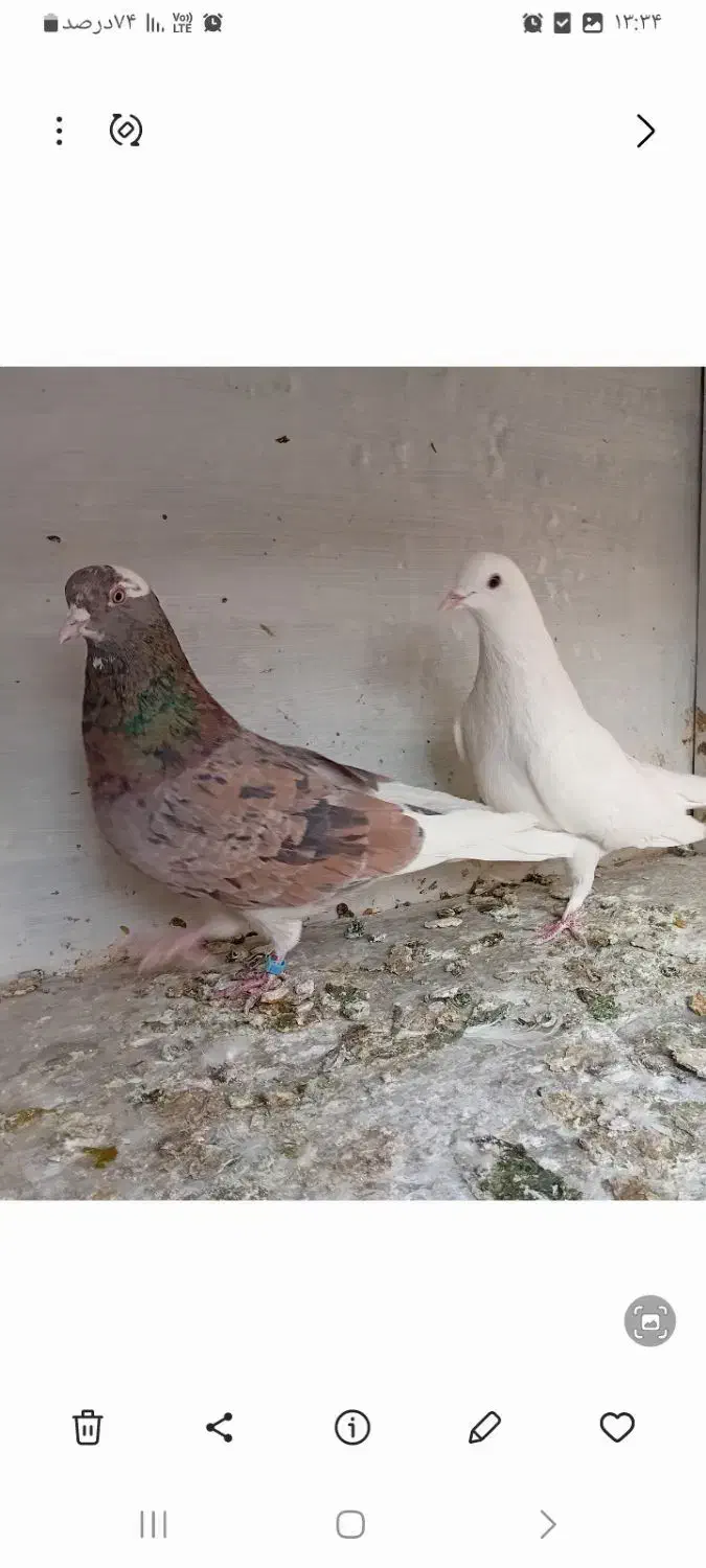 کبوترهماسرور|پرنده|کهریزک, |دیوار