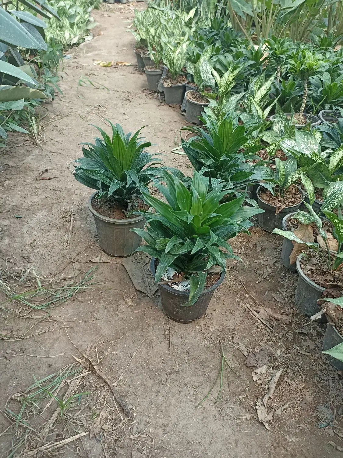 کامپکت سطل 3و4  آگلونما سطل 4|گل و گیاه طبیعی|عباس‌آباد, |دیوار