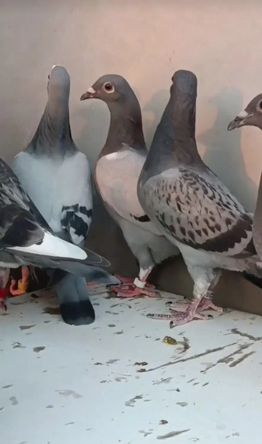 جوجه پلاکی|پرنده|اهواز, امانیه|دیوار