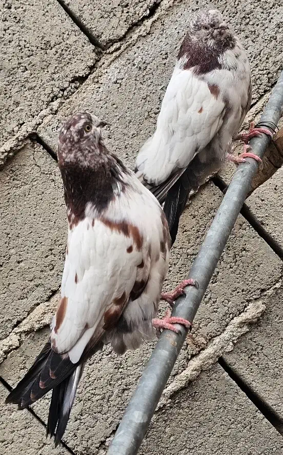 سرخ نوک قنار کله سرخ نوک چفت کله ای کله دم سبز|پرنده|خزل, |دیوار