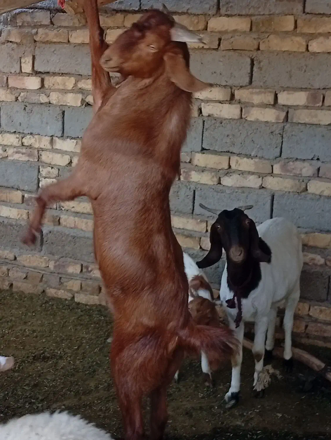 بزه نر مری|حیوانات مزرعه|زهک, |دیوار