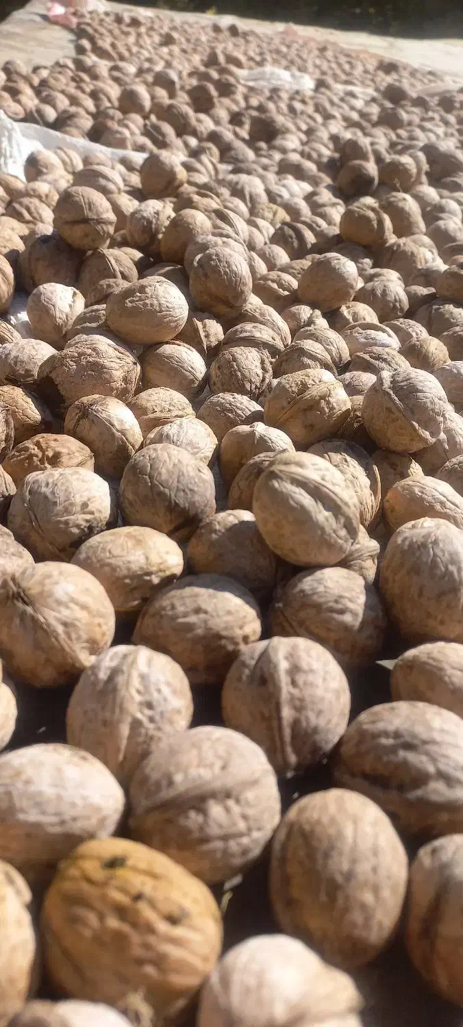 گردو|خوردنی و آشامیدنی|پاپی, |دیوار