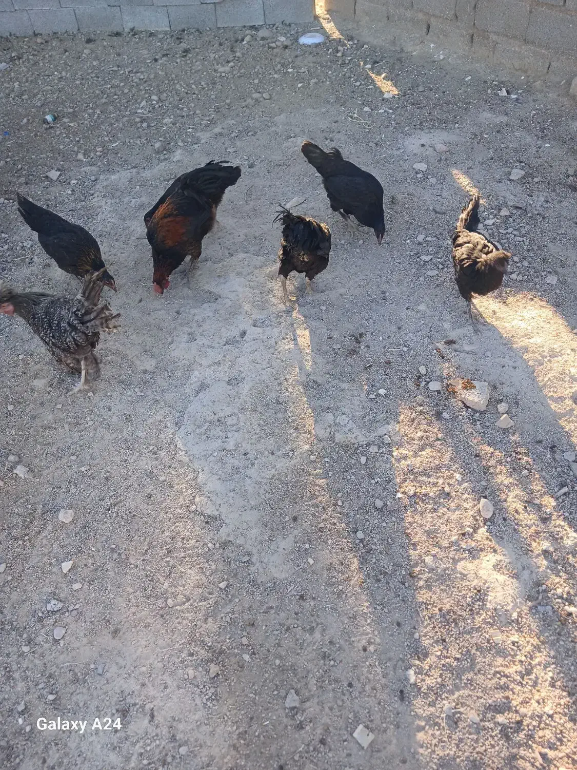 ۱۲عدد مرغ محلی سیاه|حیوانات مزرعه|رحمت‌آباد, |دیوار