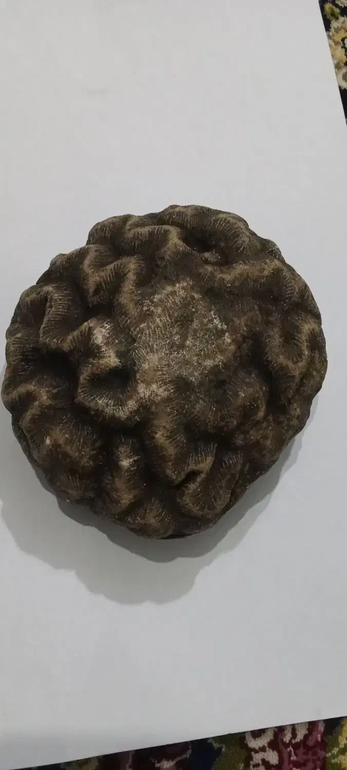 سنگ فسیل مغز|کلکسیون اشیاء عتیقه|کرمانشاه, |دیوار