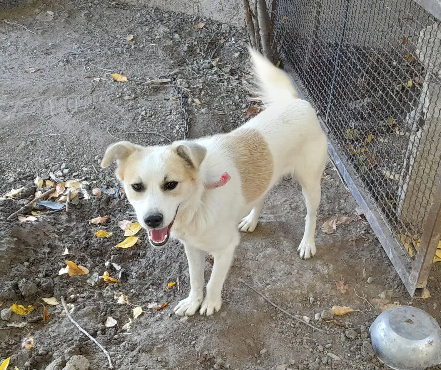 بیستی نر وماده|سگ|اهر, |دیوار