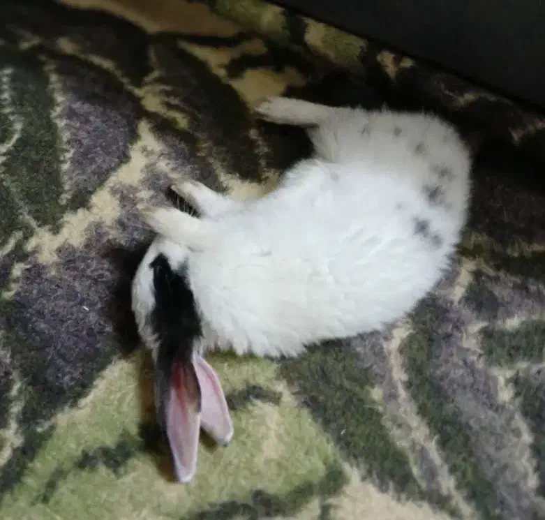 خرگوش بازیگوش|موش و خرگوش|قم, شهر قائم|دیوار