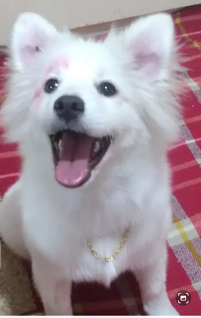 بازیگوش.ولی با ادب|سگ|ری, ولی آباد|دیوار