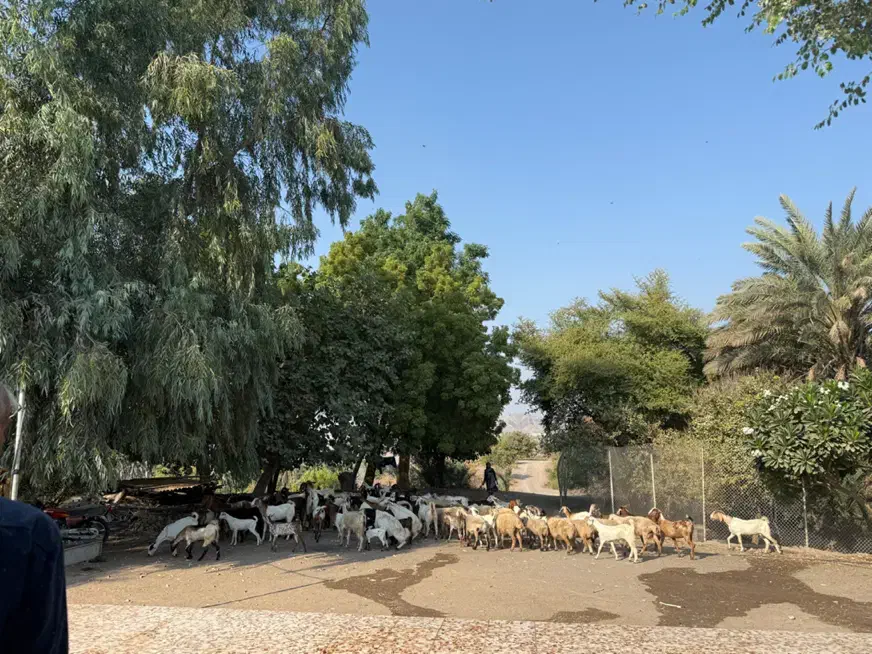 فروش بز|حیوانات مزرعه|رودان, |دیوار