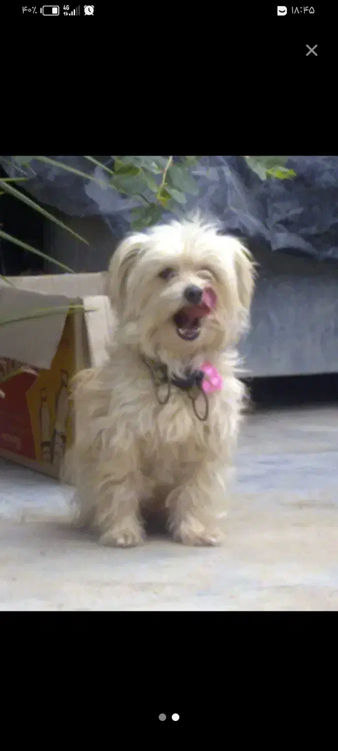 سگ پا کوتا شتروز|سگ|شیراز, کوشک میدان|دیوار