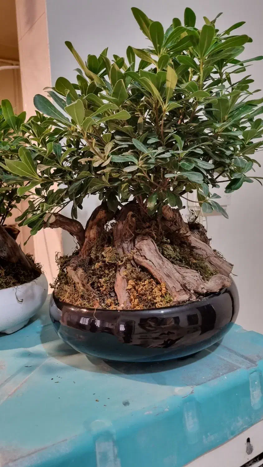 گل بنسای آپارتمانی|گل و گیاه طبیعی|کرج, آق تپه|دیوار