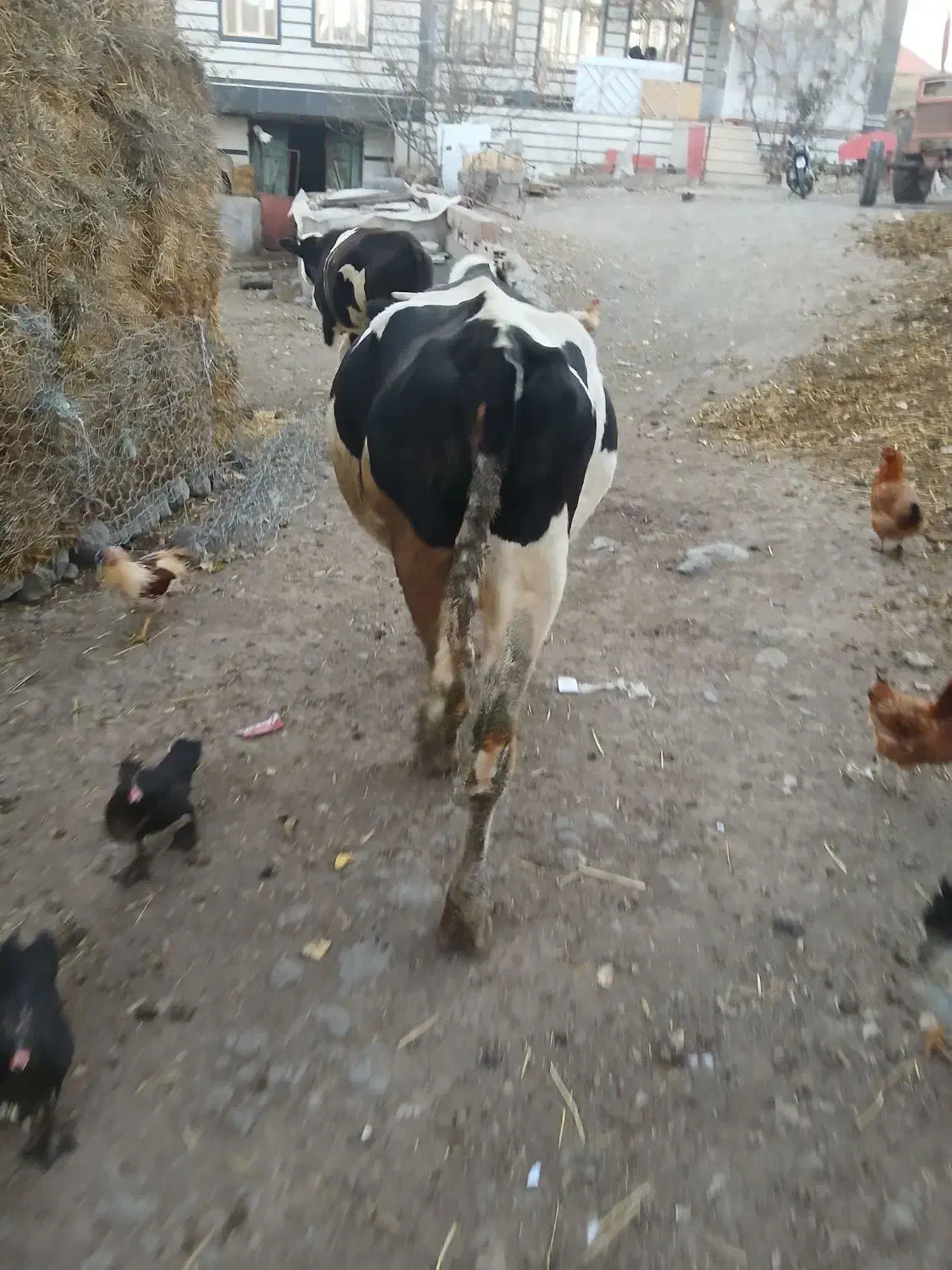 دوراس گاوبه فروش میرود|حیوانات مزرعه|ویلکیج, |دیوار