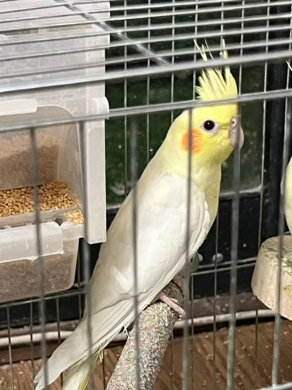 عروس هلندی لوتینو|پرنده|اصفهان, خواجو|دیوار