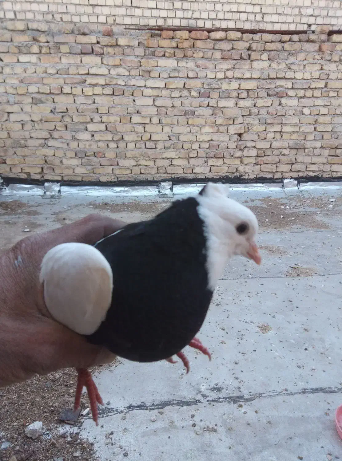 کبوتر|پرنده|مرودشت, ثبت احوال|دیوار