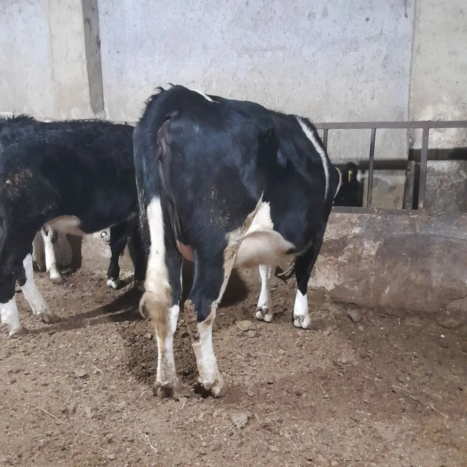 گاو شیری|حیوانات مزرعه|نوشین شهر, |دیوار