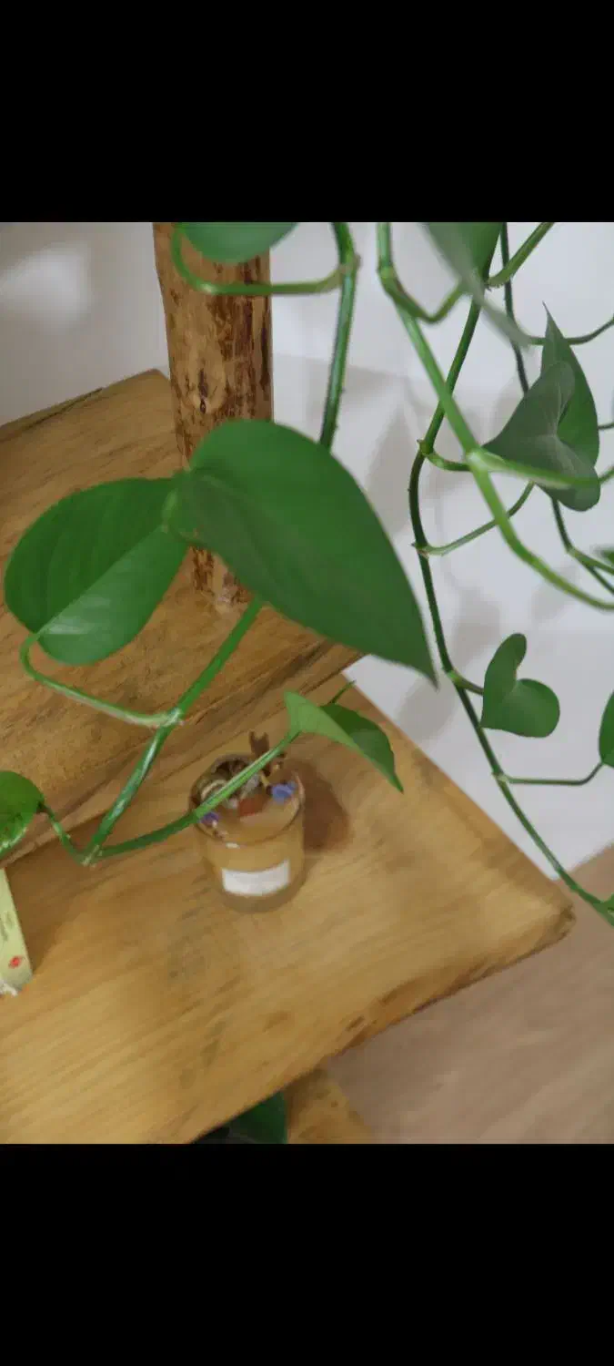 کتاب خانه چوبی|کتابخانه، شلف، قفسه‌های دیواری|طرقبه, |دیوار