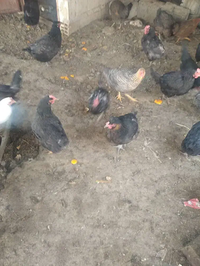 مرغ تخم گذار|حیوانات مزرعه|لنجان, |دیوار