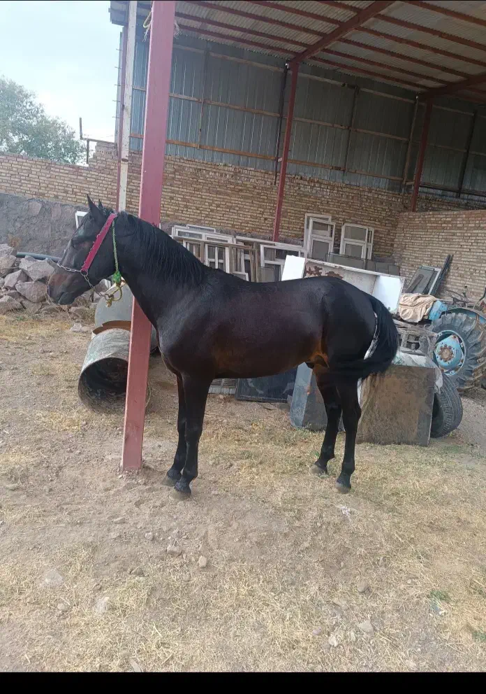 اسب نر|اسب و تجهیزات اسبسواری|بستان آباد, |دیوار