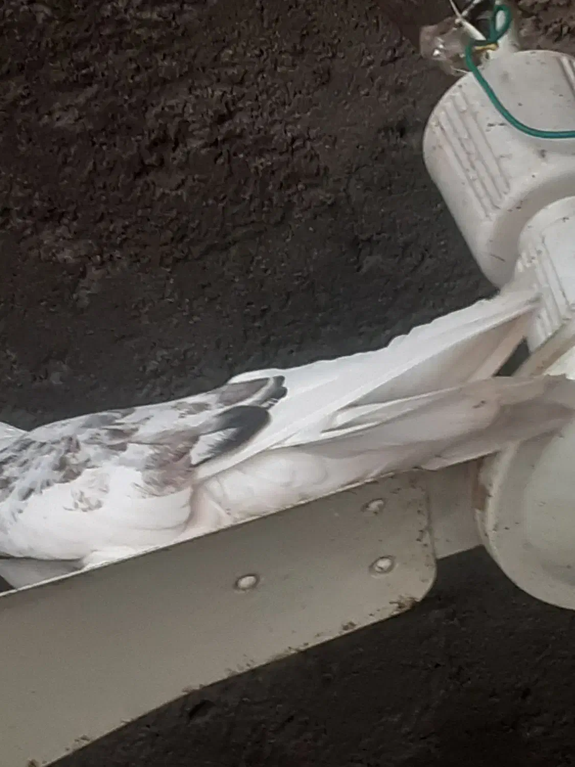 کفتر|پرنده|جیرفت, |دیوار