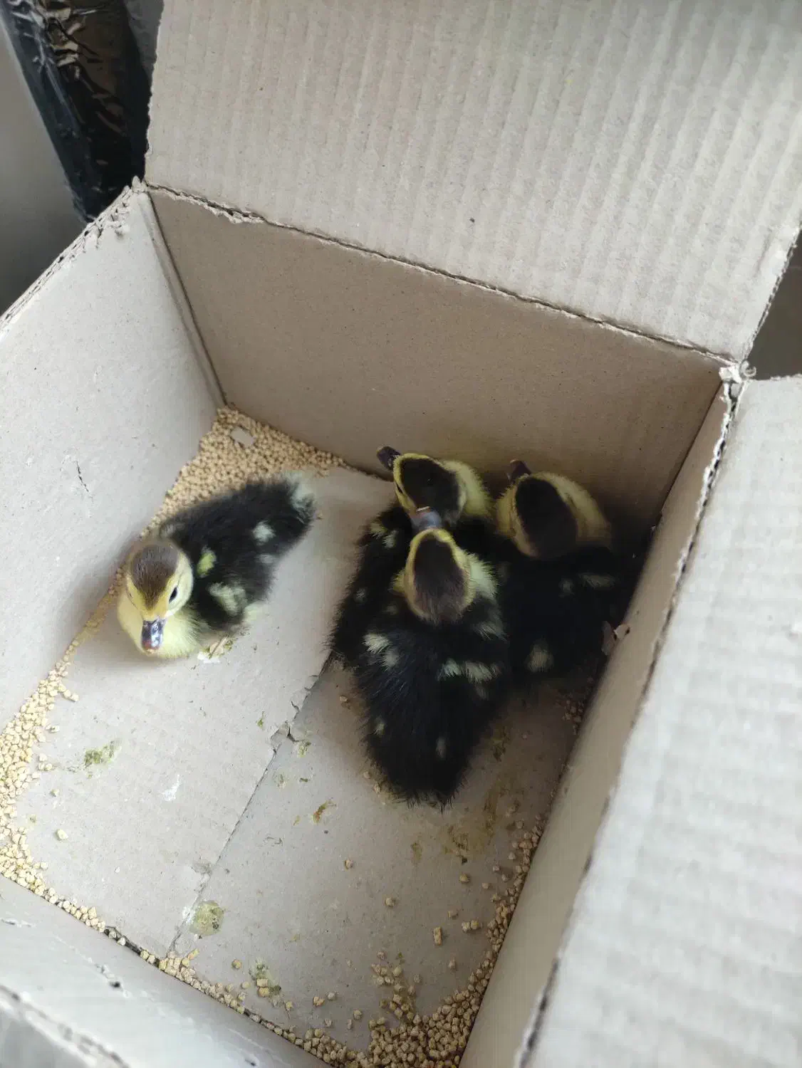 جوجه اردک خارجی|حیوانات مزرعه|ساری, |دیوار