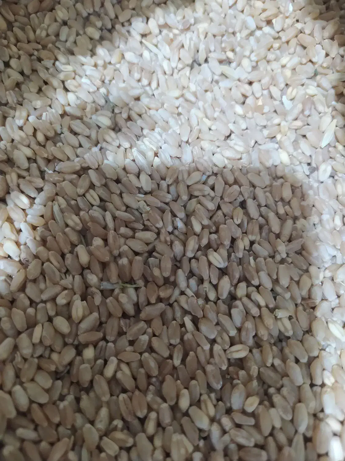 گندم آبی|عمده‌فروشی|الشتر, |دیوار