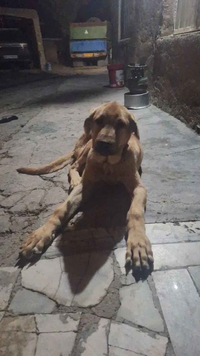 سگ پژدر|سگ|قروه, |دیوار