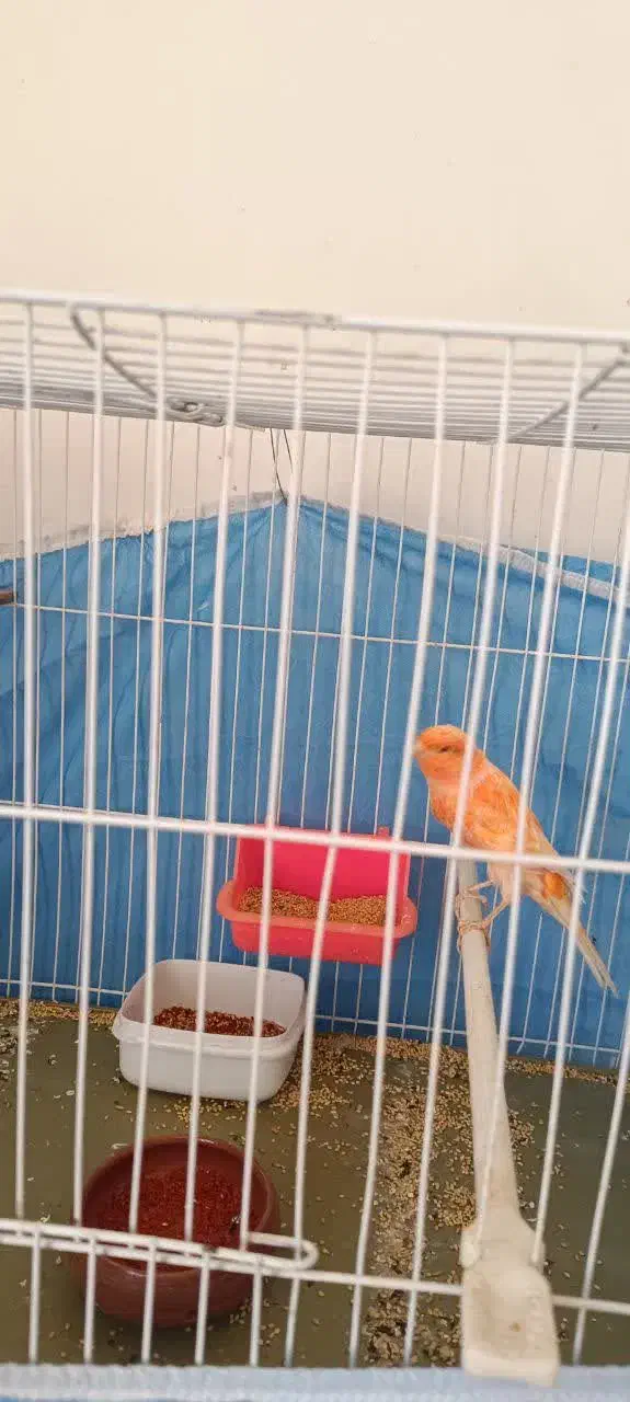 قناری نر رد|پرنده|خوسف, |دیوار