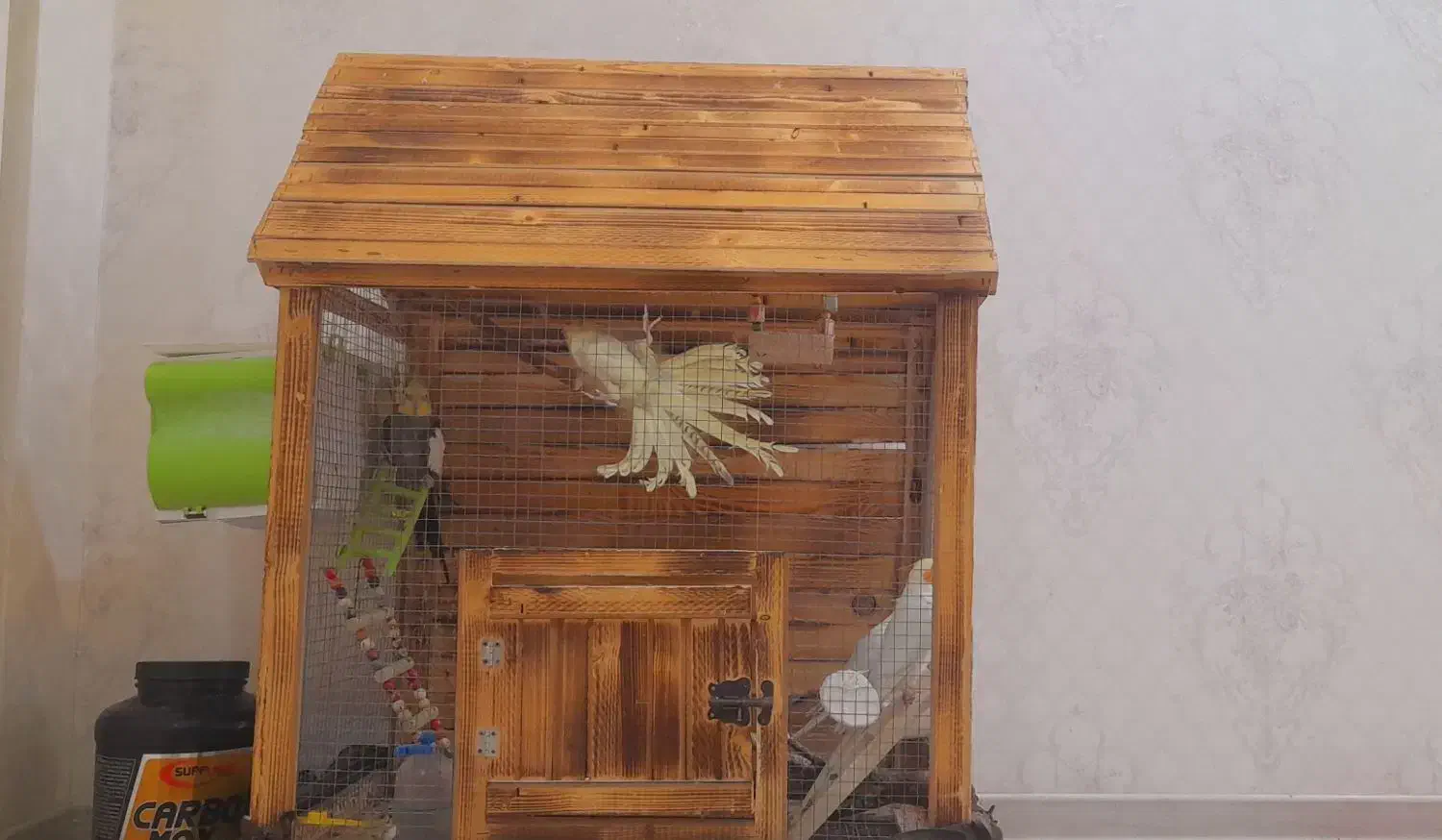 عروسهلندی|پرنده|ساوه, |دیوار