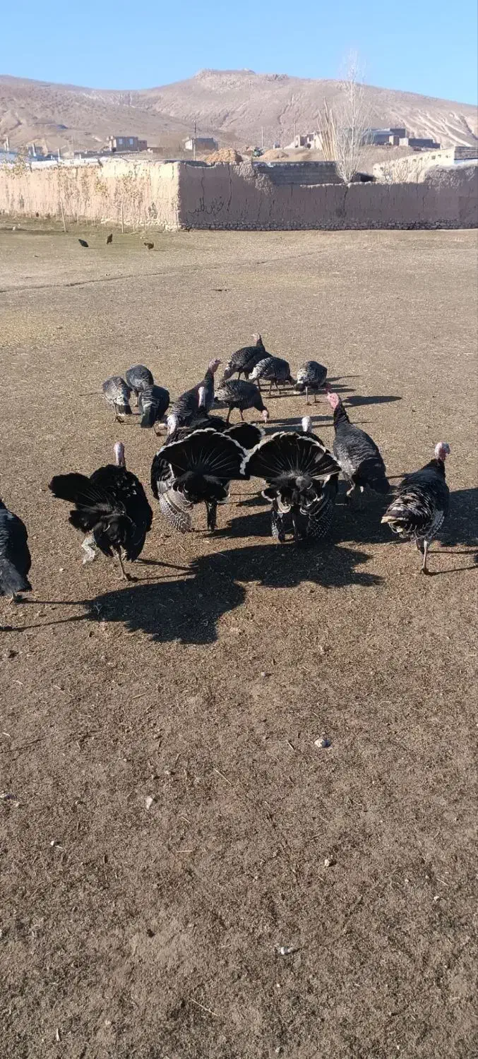 بوقلمون|حیوانات مزرعه|چالدران, |دیوار